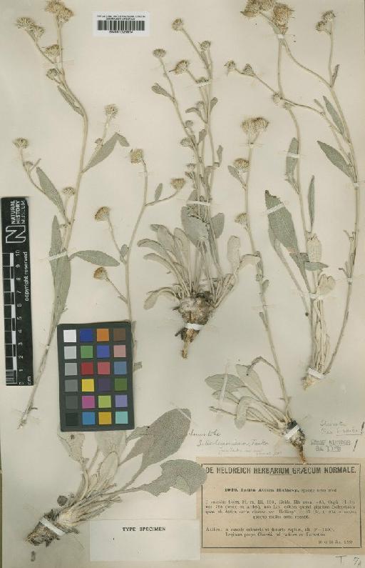 Inula verbascifolia subsp. methanaea (Hauskn.) Tutin - BM001025814