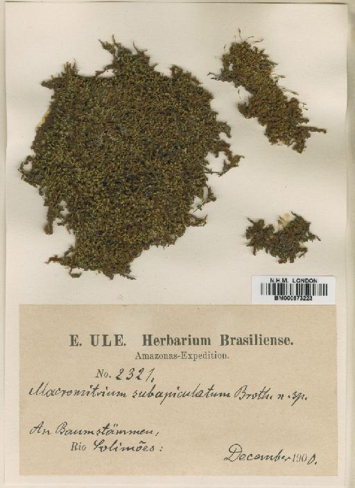 Macromitrium subapiculatum Broth. - BM000873223