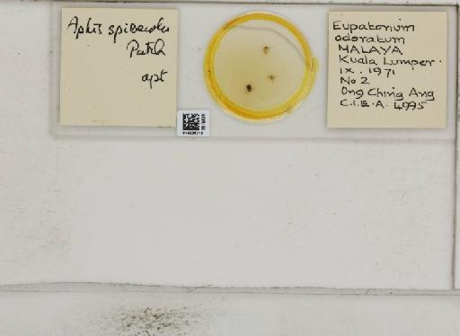 Aphis (Medoralis) spiraecola Patch, 1914 - 014226213_112527_1093088_828698_NoStatus