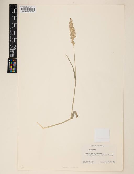 Elymus secalinus (Georgi) Bobrov - 000064443