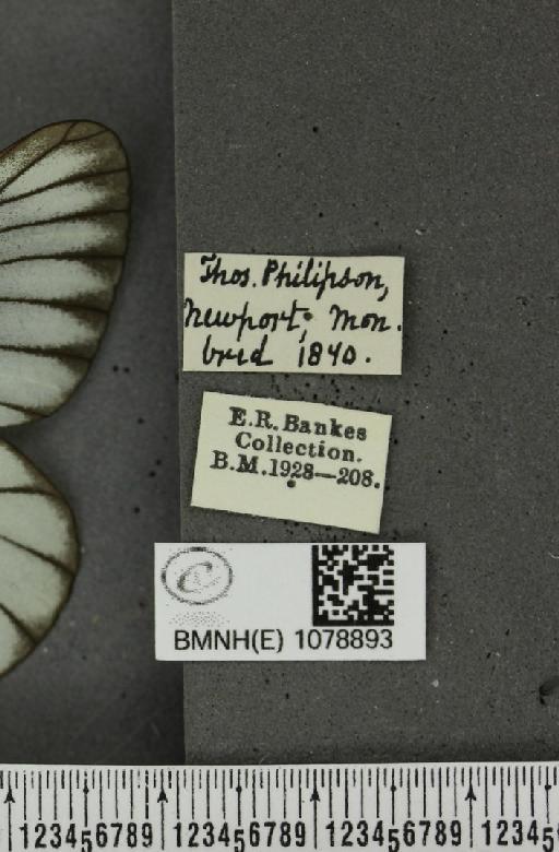 Aporia crataegi (Linnaeus, 1758) - BMNHE_1078893_label_69916