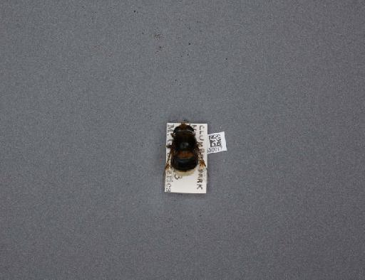 Eristalis (Eoseristalis) intricarius (Linnaeus, 1758) - 012536017_184240_1283562