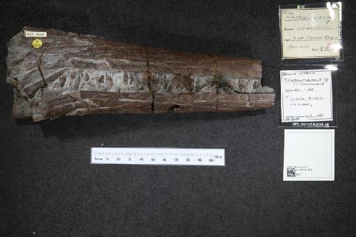 Ichthyosaurus communis De la Beche & Conybeare, 1821 - 010020102_L010040038