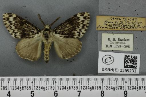 Lymantria monacha ab. mediofasciata Lempke, 1947 - BMNHE_1559232_251956