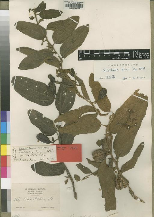 Aristolochia hookii var. tuberculata Verdc. - BM000629005