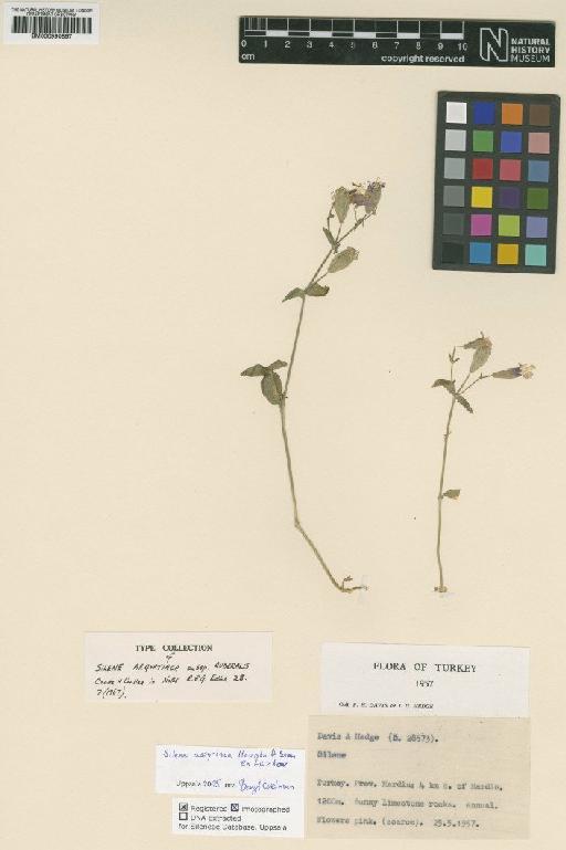 Silene aegyptiaca subsp. ruderalis Coode & Cullen - BM000990897