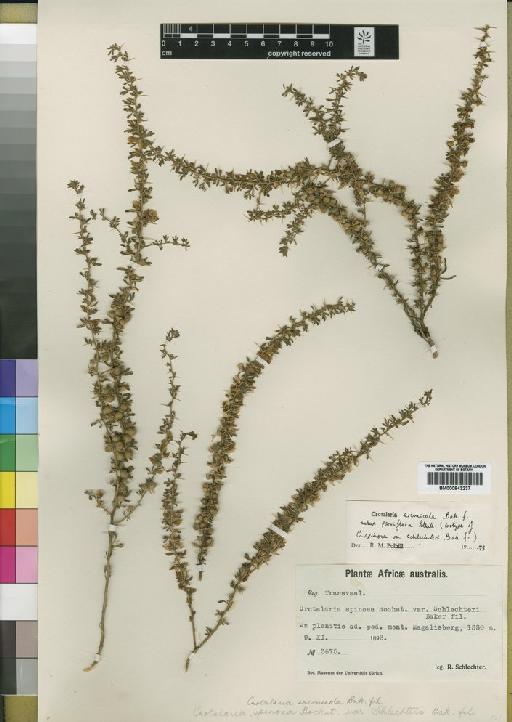 Crotalaria eremicola subsp. parviflora Polhill - BM000843237