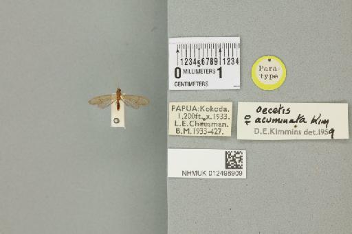 Oecetis acuminata Kimmins, 1962 - 012498909_840437_1752741
