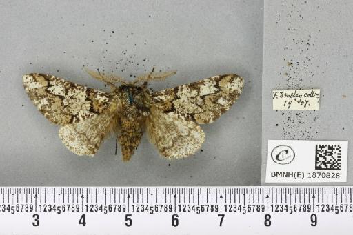 Biston strataria (Hufnagel, 1767) - BMNHE_1870828_461435