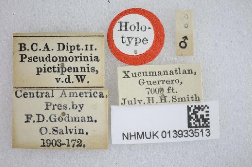 Phyllomya pictipennis (van der Wulp, 1891) - Phyllomyia pictipennis HT labels