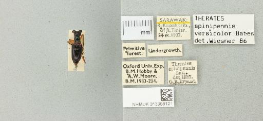 Therates spinipennis versicolor Bates, 1878 - 013388121_770162_952363