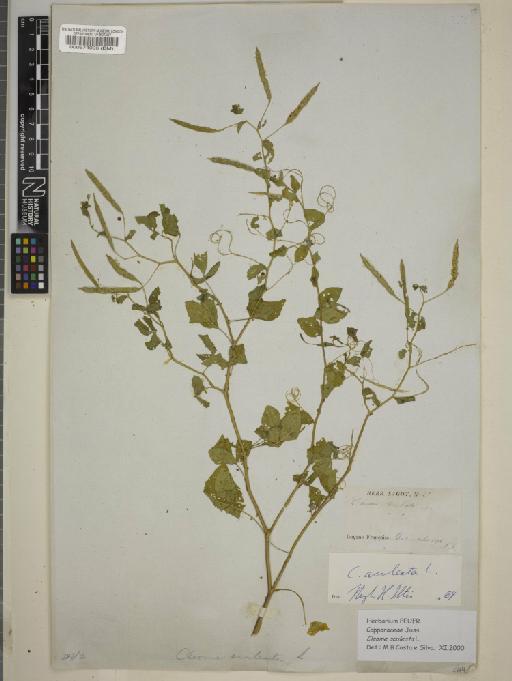 Cleome aculeata L. - BM000574096