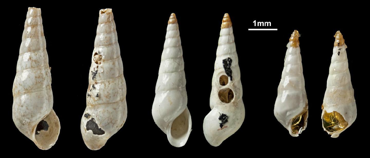 To NHMUK collection (Eulima fuscoapicata Jeffreys, 1884; SYNTYPE(S); NHMUK:ecatalogue:3077684)