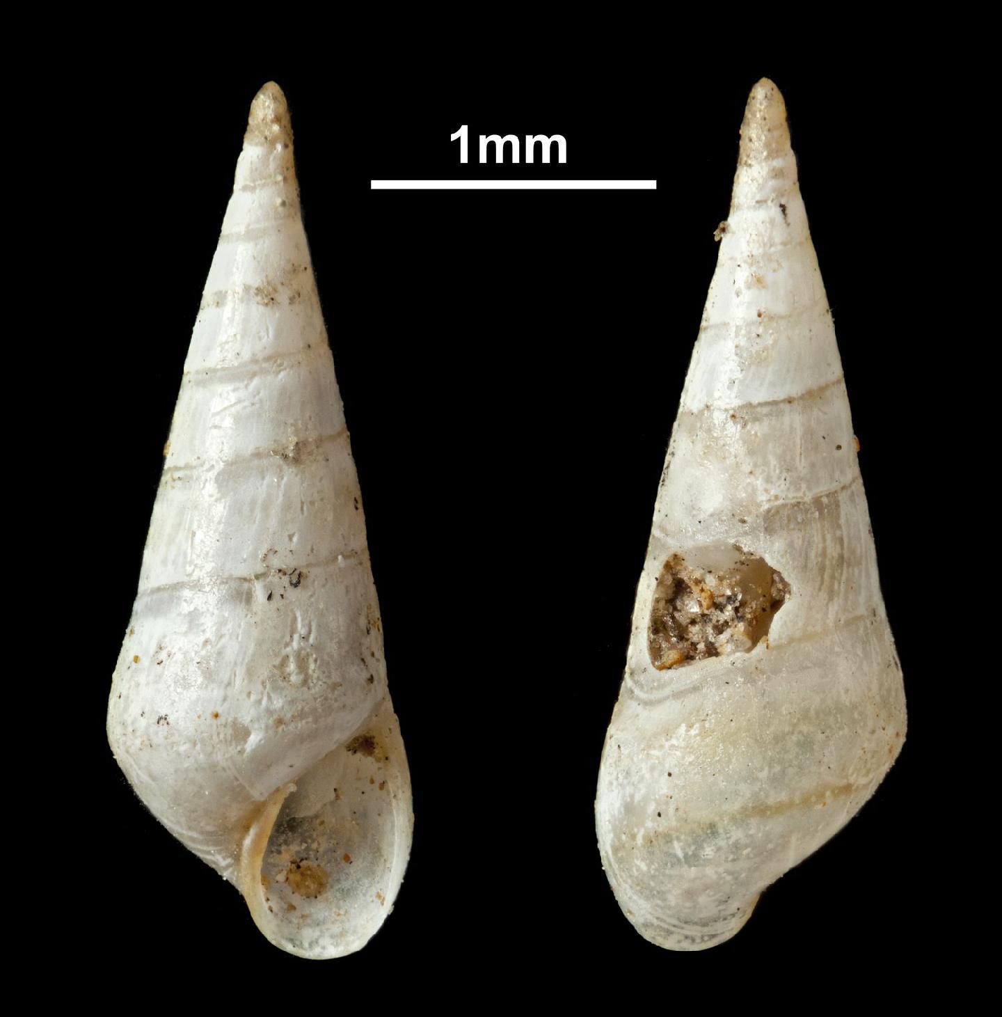 To NHMUK collection (Eulima subcarinata d'Orbigny, 1841; HOLOTYPE; NHMUK:ecatalogue:3076030)