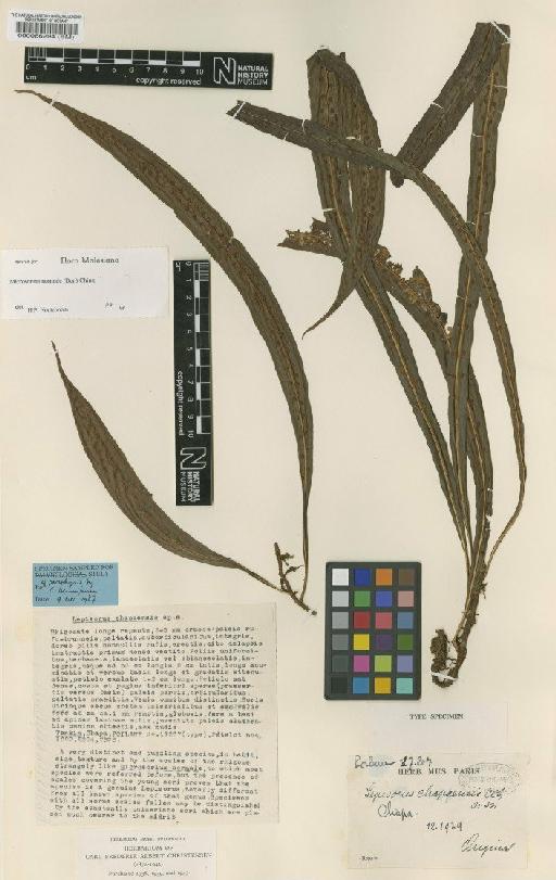Tricholepidium chapaense (C.Chr. & Tardieu) Ching - BM000066294