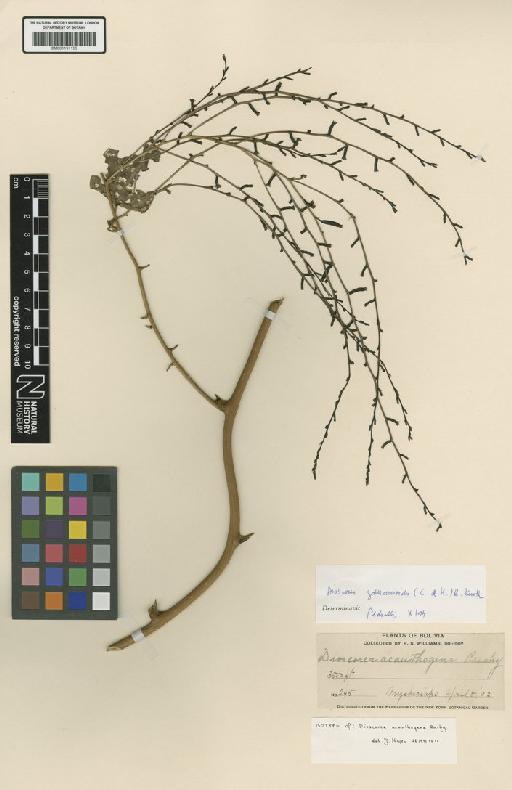 Dioscorea acanthogene Rusby - BM001191156