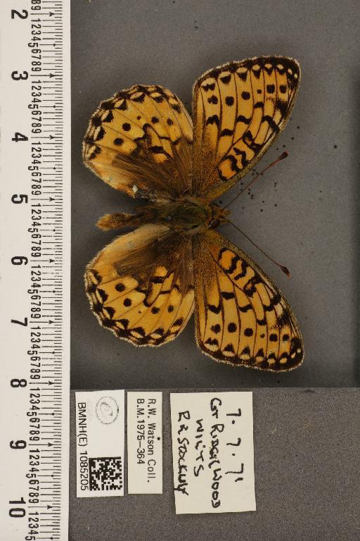 Argynnis aglaja ab. flavescens Tutt, 1896 - BMNHE_1085205_54210