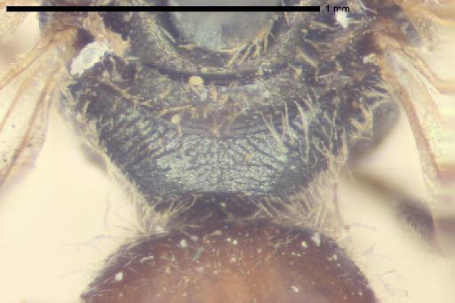 Halictus gemmatus Smith, F., 1853 - Halictus_gemmatus-NHMUK010265371-type-female-propodeum-dorsal-10_0x
