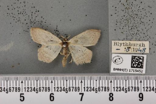 Scopula emutaria (Hübner, 1809) - BMNHE_1715452_272034