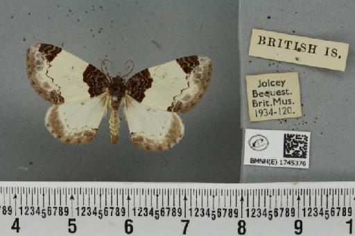 Mesoleuca albicillata (Linnaeus, 1758) - BMNHE_1745376_326138