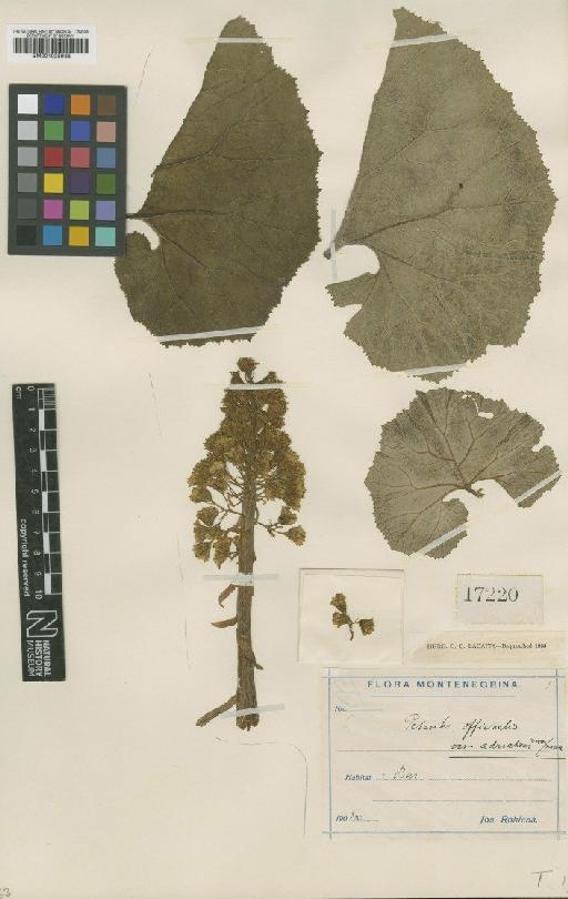 Petasites hybridus (L.) G.Gaertn., B.Mey. & Scherb. - BM001025938