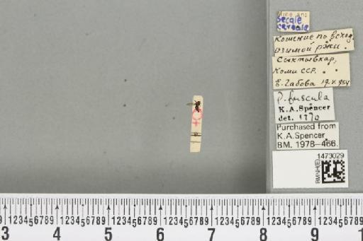 Chromatomyia fuscula (Zetterstedt, 1838) - BMNHE_1473029_48302