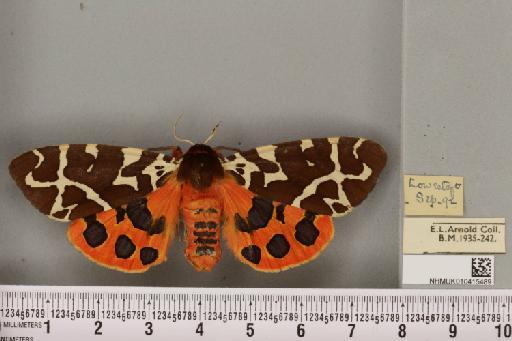 Arctia caja (Linnaeus, 1758) - NHMUK_010415489_519649