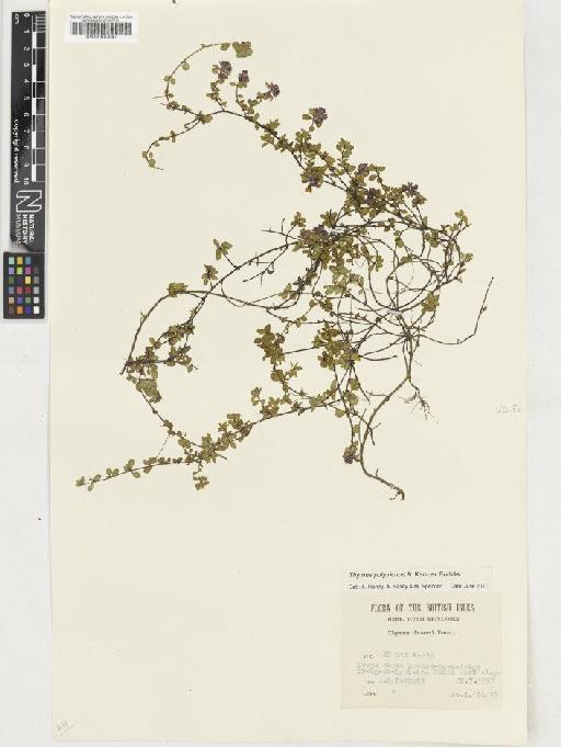 Thymus polytrichus subsp. britannicus (Ronniger) Kerguélen - BM001037047