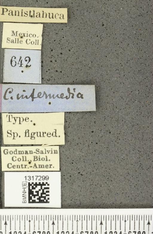Calligrapha (Erythrographa) intermedia Jacoby, 1882 - BMNHE_1317299_label_16948