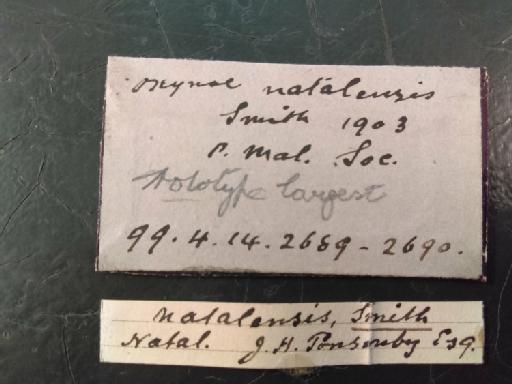 Oxynoe natalensis subterclass Tectipleura E. A. Smith, 1903 - 1899.4.14.2689-2690_original labels