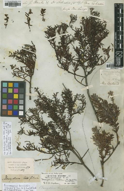 Prumnopitys taxifolia (Banks & Sol. ex D.Don) de Laub. - BM000990052