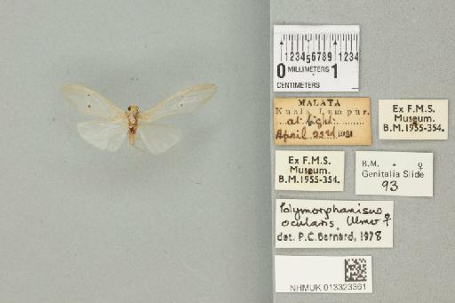 Polymorphanisus ocularis Ulmer, 1906 - 013323361_840309_1754567