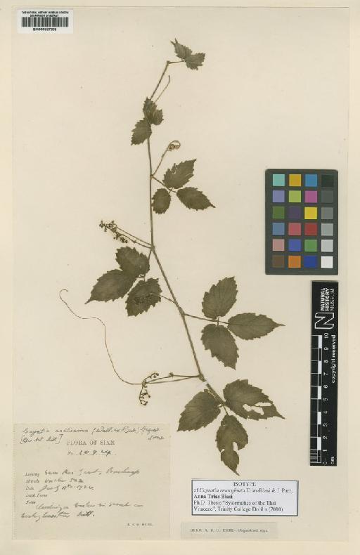 Cayratia emarginata Trias-Blasi & J.Parn. - BM000927338