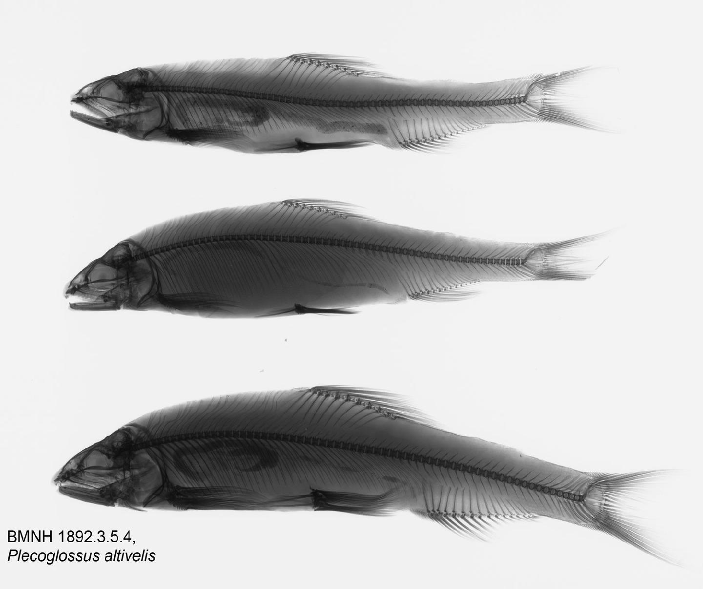 To NHMUK collection (Plecoglossus altivelis (Temminck & Schlegel, 1846); NHMUK:ecatalogue:3118221)