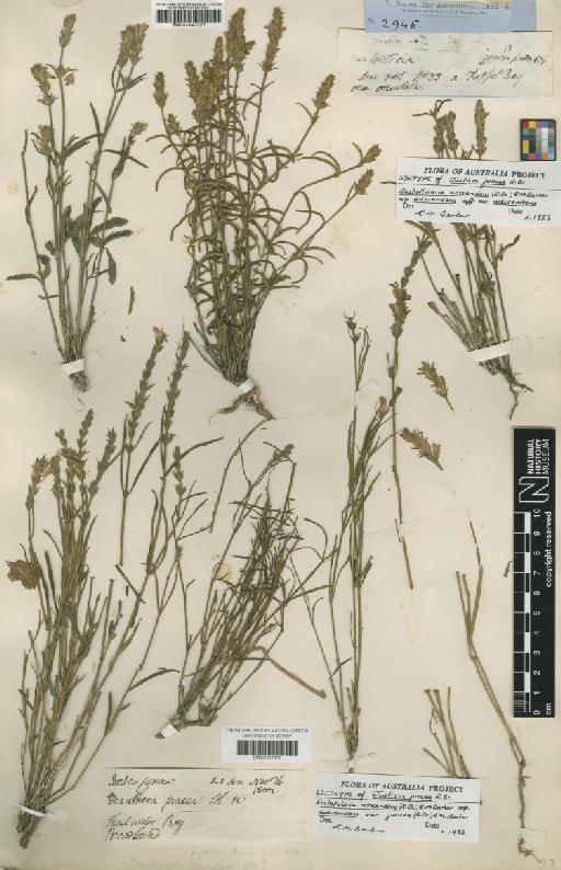 Rostellularia adscendens subsp. juncea (R.Br.) R.M.Barker - BM001217076