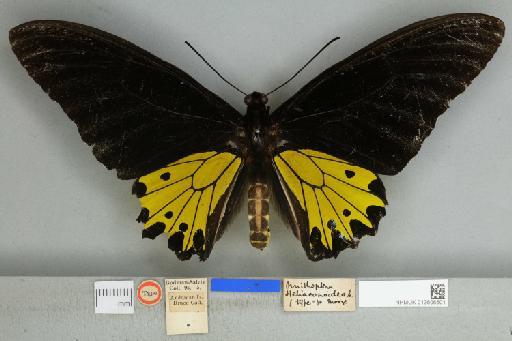 Troides helena heliconoides Moore, 1877 - 013606501__599288