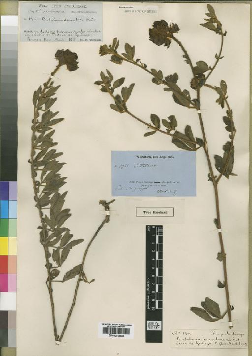 Crotalaria recumbens Polhill - BM000843583