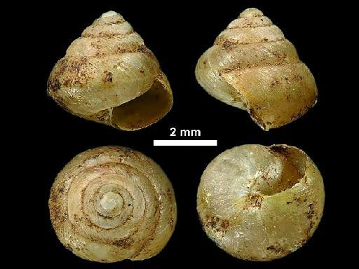 Helix injussa subterclass Tectipleura W. T. Blanford & H. F. Blanford, 1861 - 1906.1.1.182 Helix injussa Blanford & Blanford, 1861