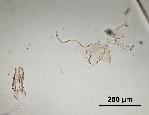 Trichomyia cirrata Coquillett, 1902 - Trichomyia_cirrata-010210264-genitalia-160_0x-scale