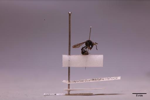 Omicron paranymphus Zavattari, 1912 - 013634380_lateral