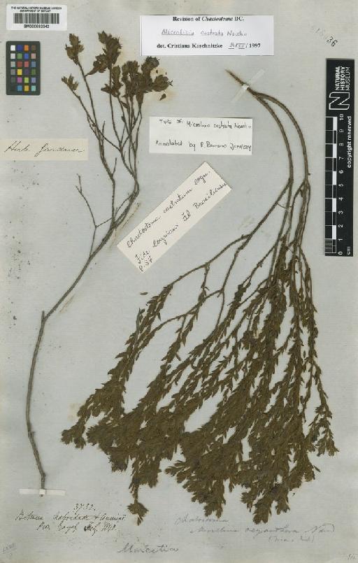 Microlicia castrata Naudin - BM000832642