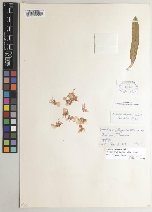 Oncidium nebulosum Lindl. - BM000026418