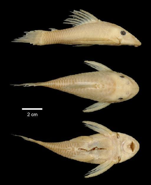 Chaetostomus bachi Boulenger, 1898 - 1897.12.1.61; Chaetostomus bachi; type; ACSI Project image