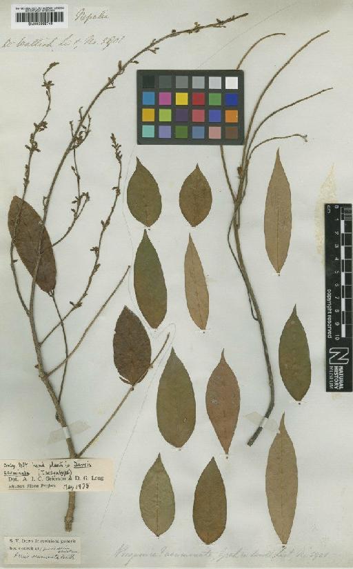 Derris acuminata Benth. - BM000958748