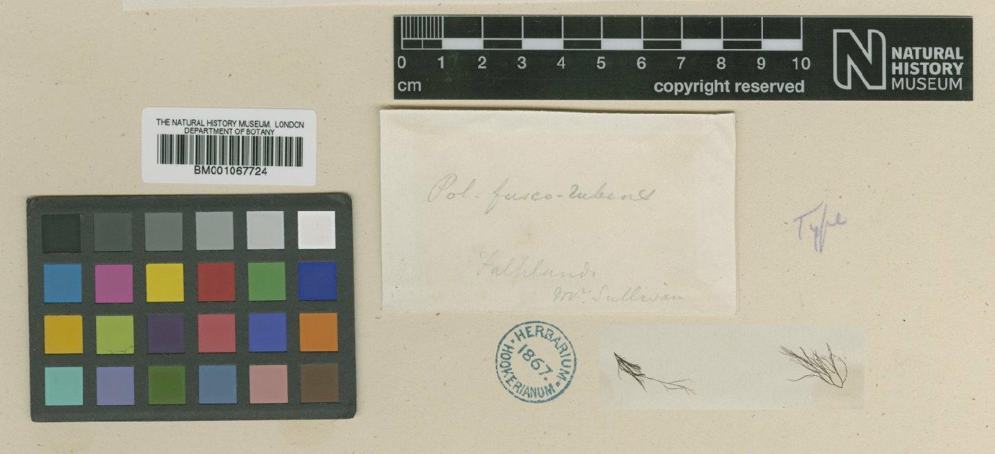 To NHMUK collection (Polysiphonia fuscorubens Hook.f. & Harv.; Type; NHMUK:ecatalogue:2318101)