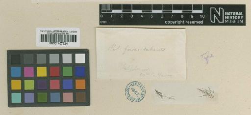 Polysiphonia fuscorubens Hook.f. & Harv. - BM001067724