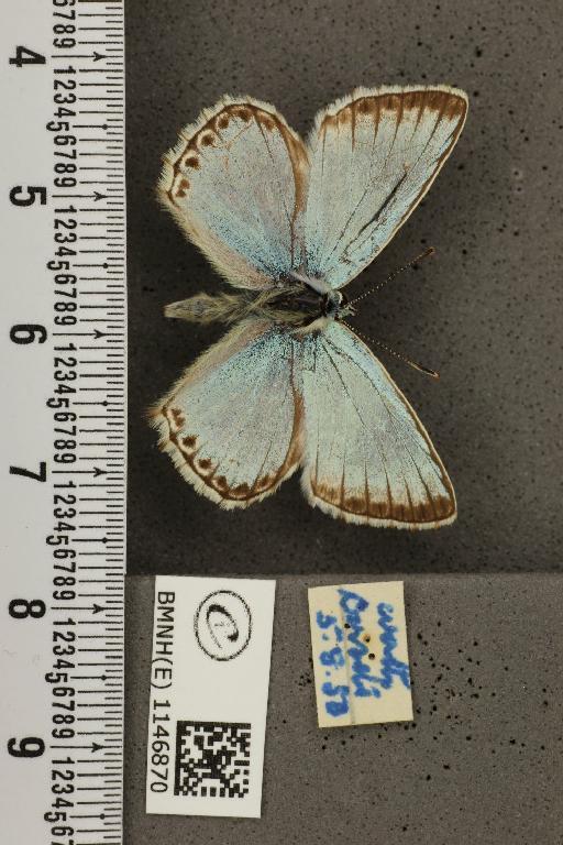 Lysandra coridon ab. albocrenata Tutt, 1910 - BMNHE_1146870_100613