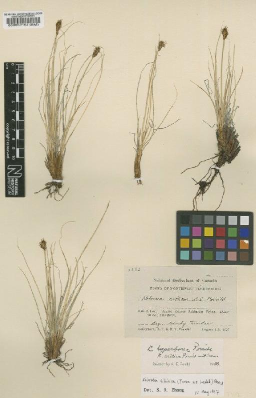 Kobresia sibirica (Turcz. ex Ledeb.) Boeckeler - BM000058164