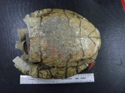 Trachemys ornata Gray, 1831 - 1947.3.5.18, 48.7.28.24 E. ventricosa (holotype) b.JPG