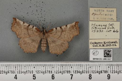 Selenia dentaria ab. grisescens Lempke, 1951 - BMNHE_1881527_446995